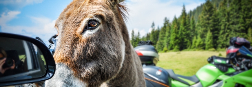 Donkey next to a car mirror with motorbikes in the background