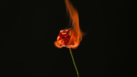 A red rose burning on a black background