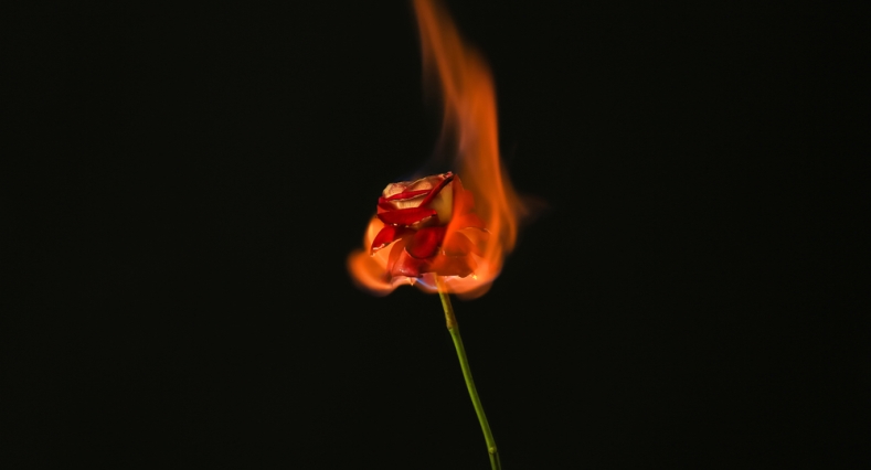 A red rose burning on a black background