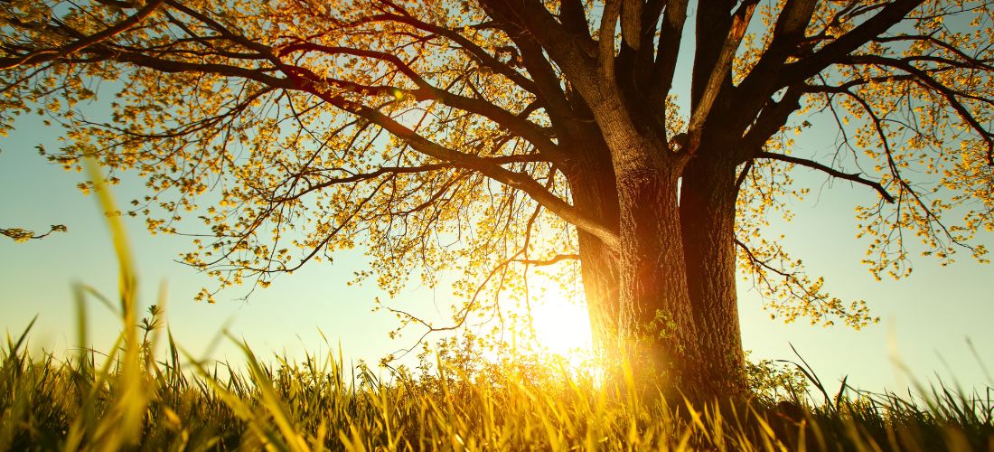 Spring tree with fresh leaves on a meadow at sunset