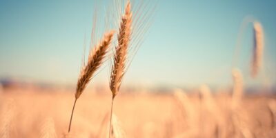 Closeup of wheat sheaves in a field